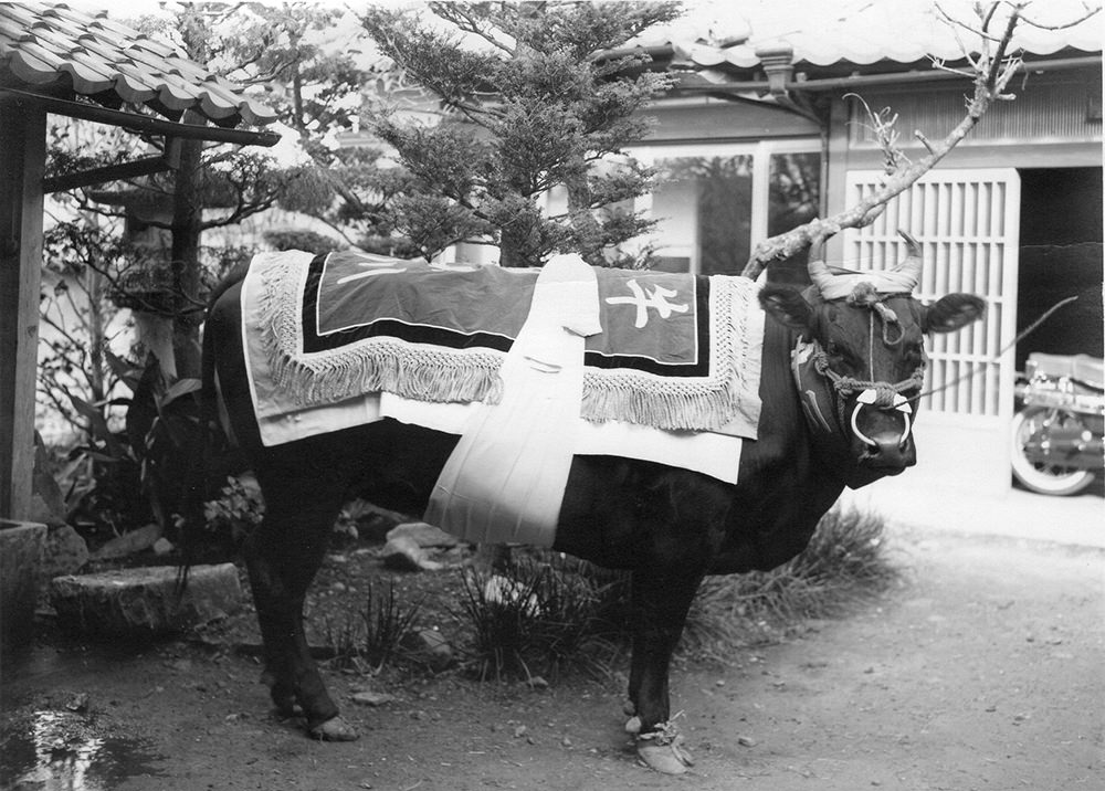 中川畜産の紹介 - 「中川畜産」 近江牛 飼育・繁殖・卸・販売